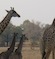 Giraffe at The Serengeti National Park
